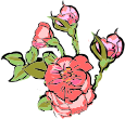 image of rose