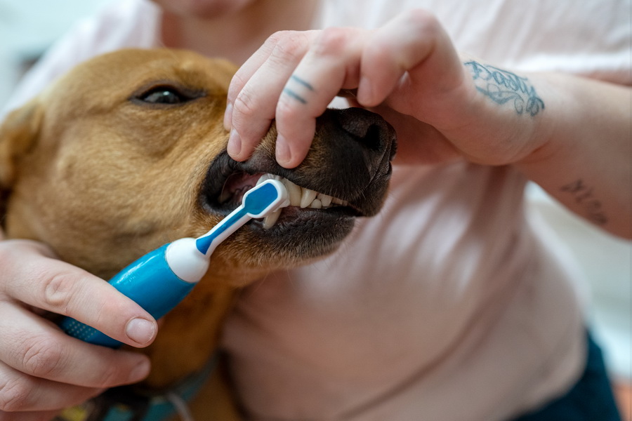 Zubní pasta pro psy