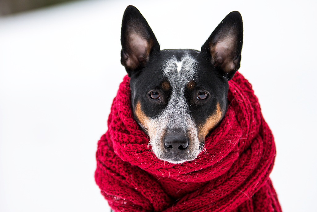 pes v mrazu